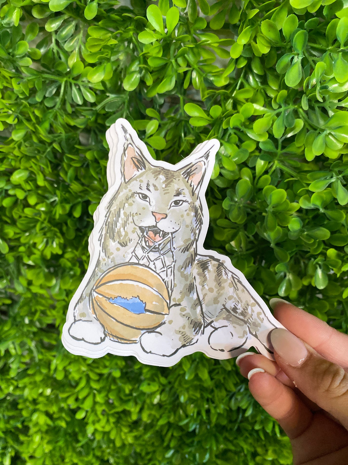 Wildcat Sticker