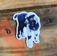 Baby Goat Waterproof Decal/Sticker
